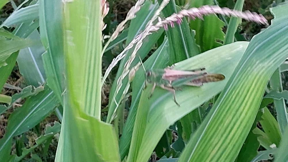 جراد صحراوي يجتاح عددا من المزارع ببراك الشاطىء