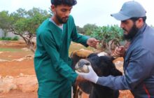 الصحة الحيوانية بمدينة البيضاء لـ(وال): تفشي مرض الجلد العقدي بين الأبقار لا يشكل خطرا على الإنسان لكنه يهدد الثروة الحيوانية
