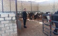 إجدابيا| جهاز الشرطة الزراعية يمنع نقل الأبقار بين المناطق تجنبا لانتشار مرض 