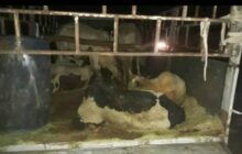 إجدابيا| جهاز الشرطة الزراعية يمنع نقل الأبقار بين المناطق تجنبا لانتشار مرض 