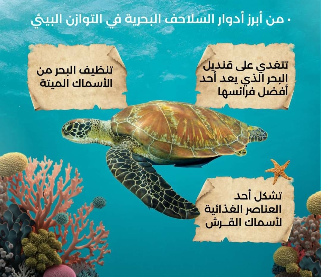 تقرير| تحذيرات من مخاطر الجرف الجائر لرمال السواحل على السلاحف البحرية 