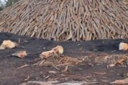 اعتقال ثلاثة أشخاص بتهمة قطع أشجار غابة ساحل الجبل الأخضر وحرقها