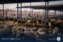 الحكومة الليبية تباشر توزيع لحوم الأغنام والأبقار المدعومة على المواطنين