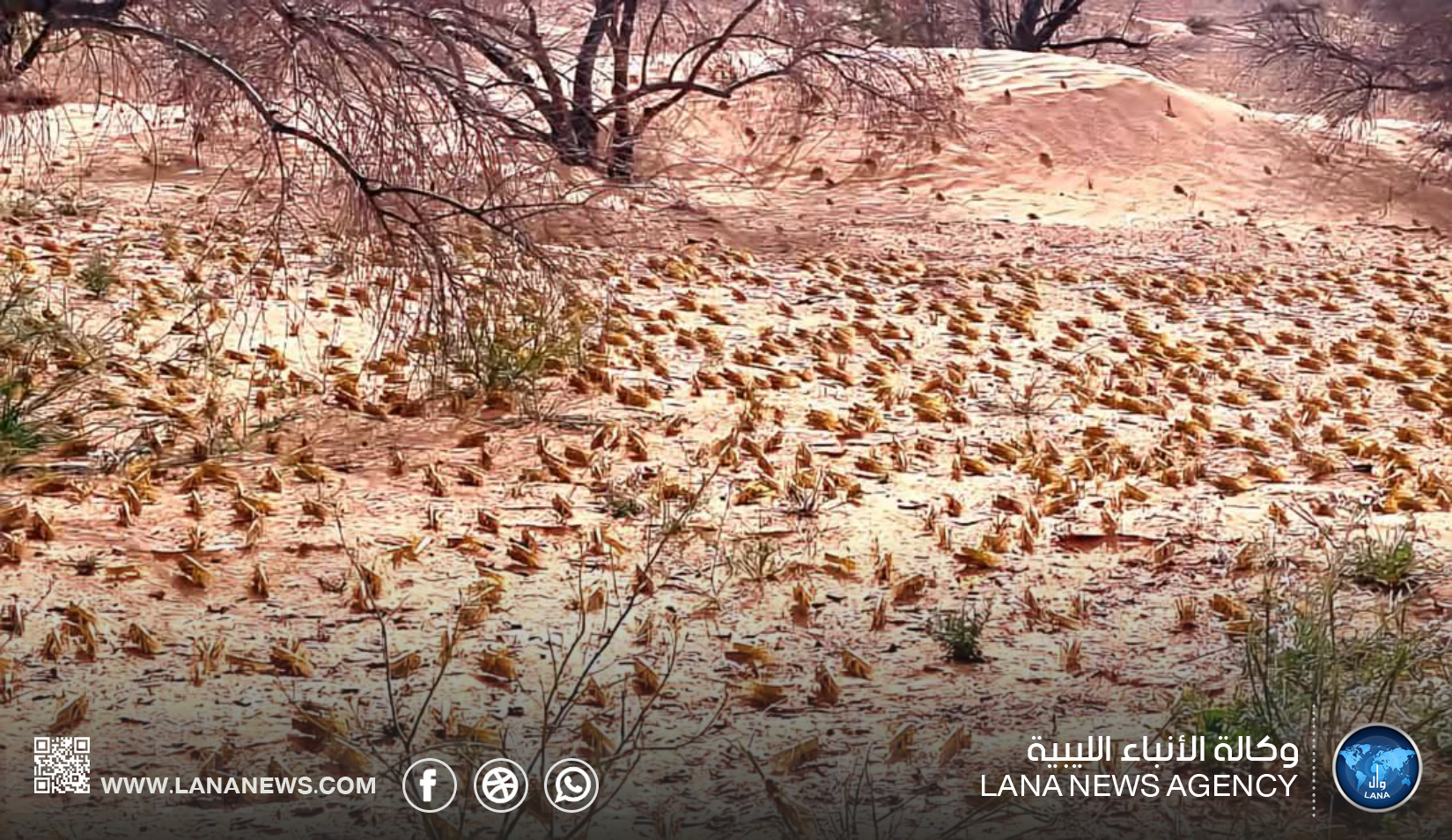 الشرطة الزراعية نالوت تكشف عن وجود أسراب الجراد الصحراوي بمنطقة فيسان