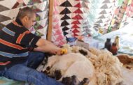 انطلاق موسم جز صوف الأغنام في ضواحي سرت
