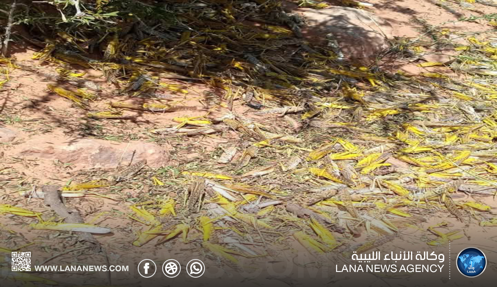 حملة جديدة لمكافحة الجراد الصحراوي بمحلة الحنيوة بضواحي سرت