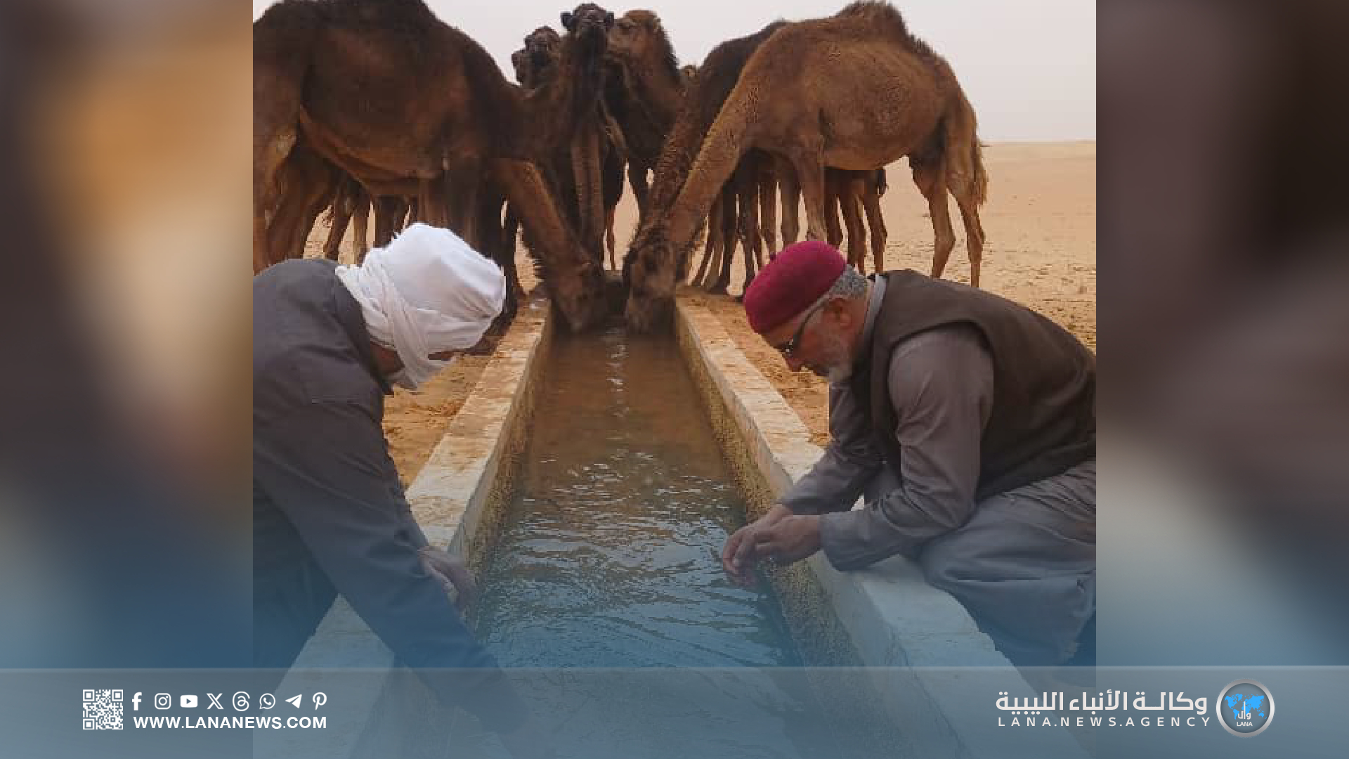 نقص مياه السقاية يهدد الثروة الحيوانية بمراعي خليج السدرة والمنطقة الوسطى