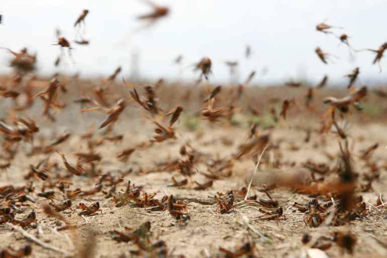 تحذيرات من تفشٍ جديد للجراد الصحراوي في جنوب البلاد