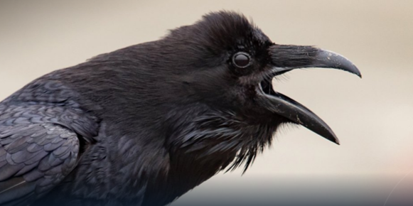 الهيئة الليبية للتراث تحذر من قتل الغربان في الجبل الأخضر