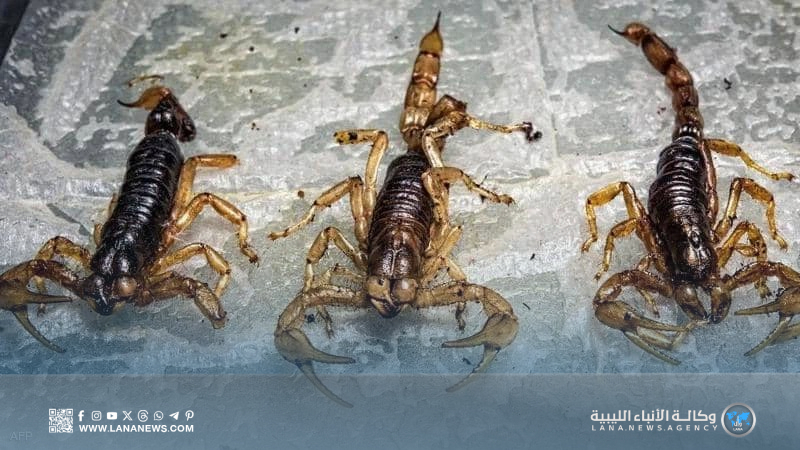 القوات البرية تدعم الجنوب بأمصال العقارب لمواجهة ارتفاع حالات اللدغ