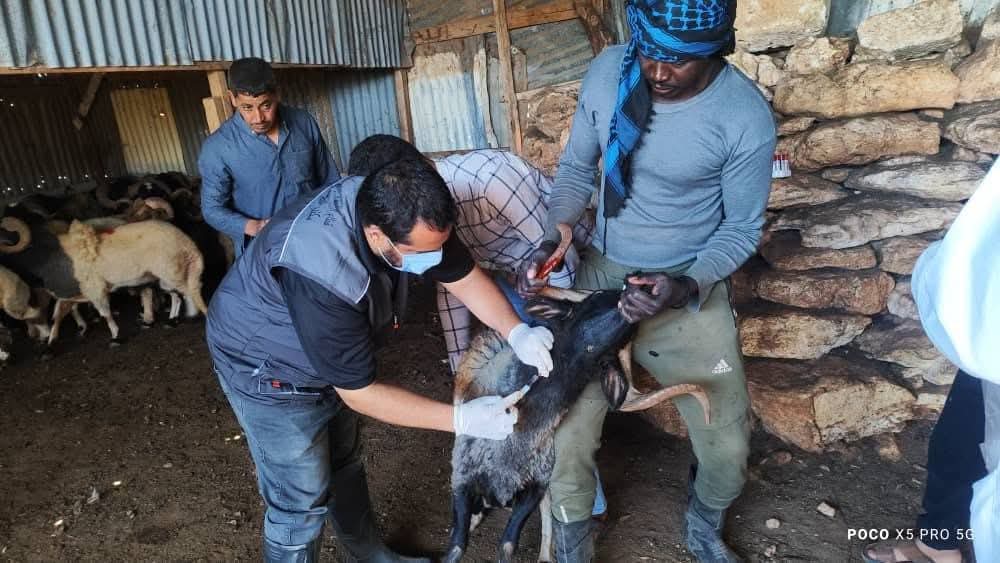 إجراءات وقائية في مسه بعد الاشتباه بإصابات حيوانية معدية