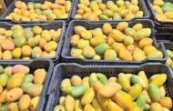 تغير المناخ يؤدي إلى انخفاض إنتاج المانجو في الكفرة بنسبة 70%