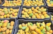 تغير المناخ يؤدي إلى انخفاض إنتاج المانجو في الكفرة بنسبة 70%