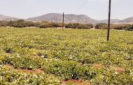 مسؤول زراعي يُحذر من مخاطر سوء استخدام المبيدات في الجبل الأخضر