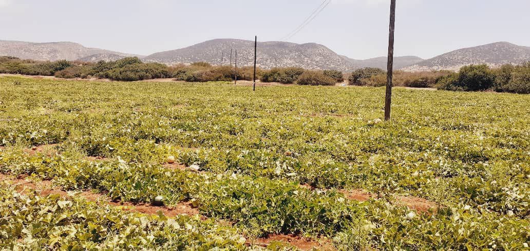 مسؤول زراعي يُحذر من مخاطر سوء استخدام المبيدات في الجبل الأخضر