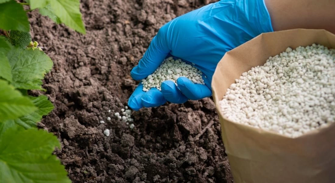 سوء استخدام الأسمدة.. خطر يهدد الإنتاج الزراعي في ليبيا