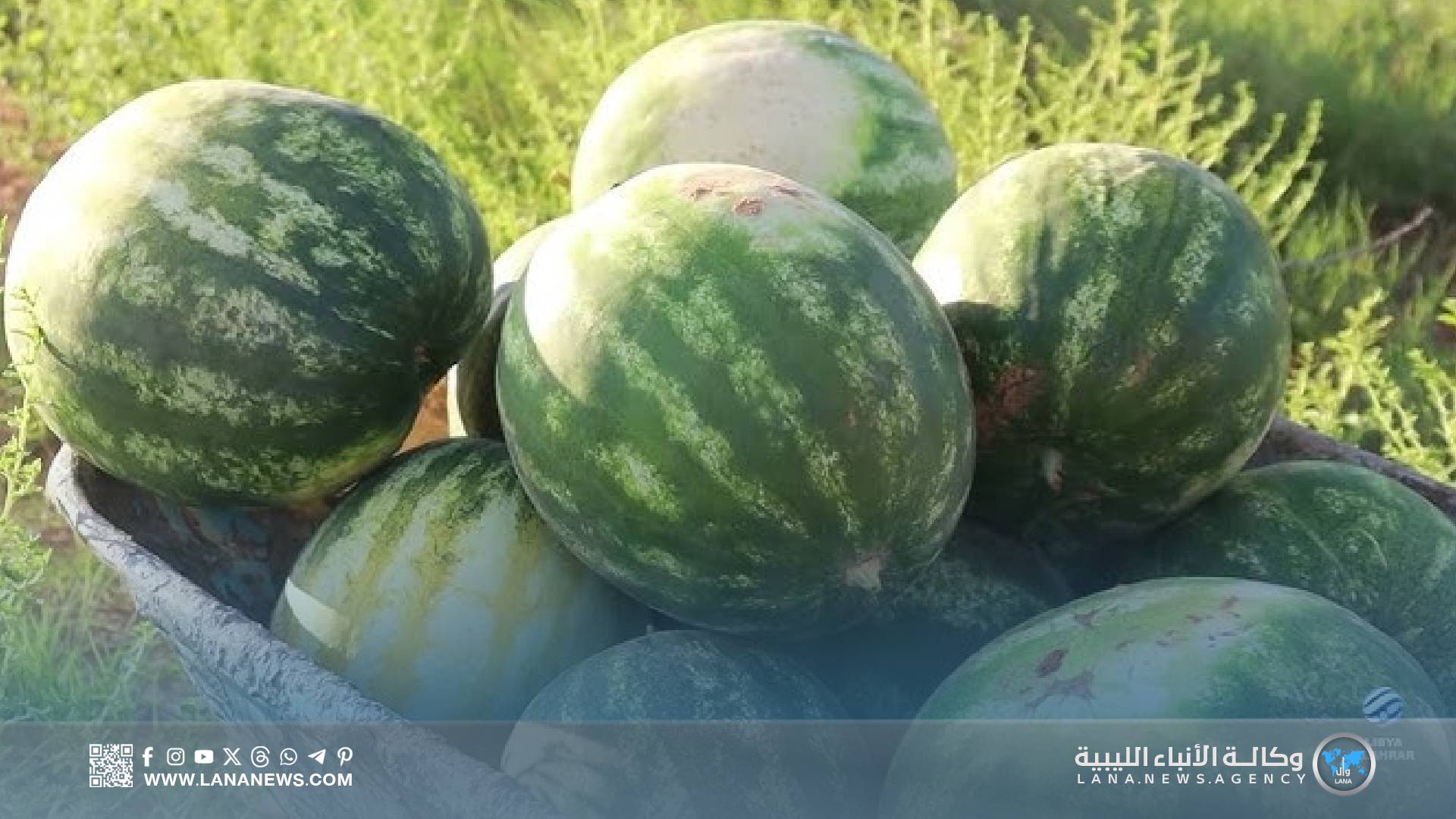 زلة تسجل اكتفاء ذاتيا في محاصيلها الموسمية