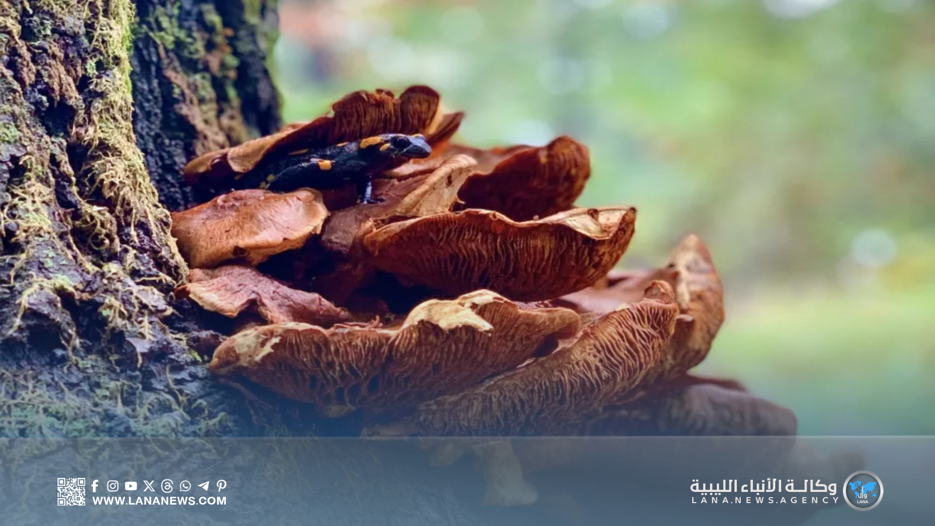 بدء تعافي غابات الجبل الأخضر من آثار حرائق نشبت فيها مؤخراً