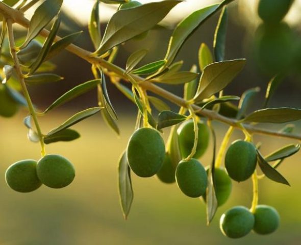 تحذير علمي من إدخال نبات الجوجوبا إلى ليبيا دون دراسات بيئية دقيقة