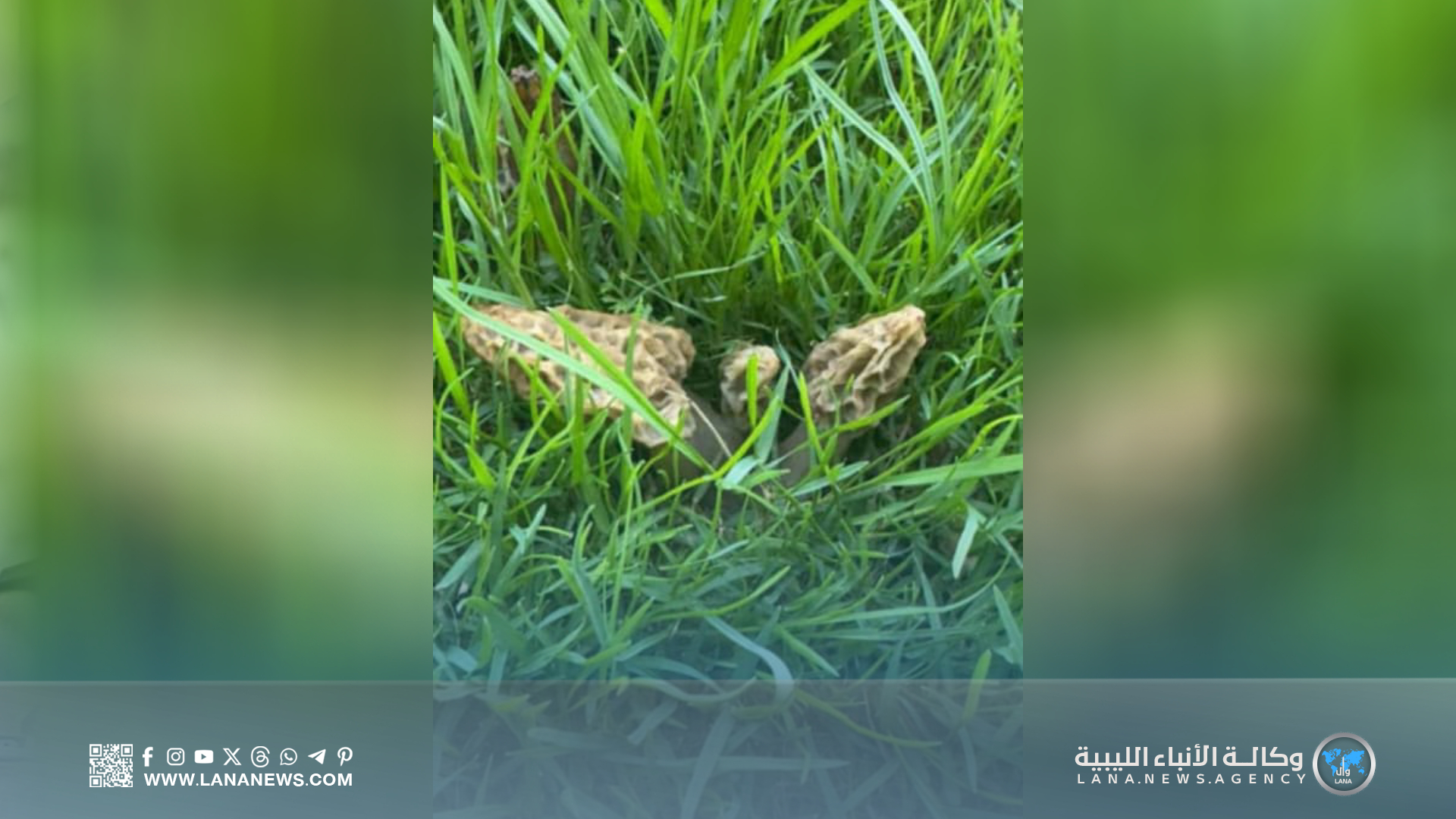 تسجيل علمي أول لفطر المورشيلا في البلاد بمنطقة الجبل الأخضر