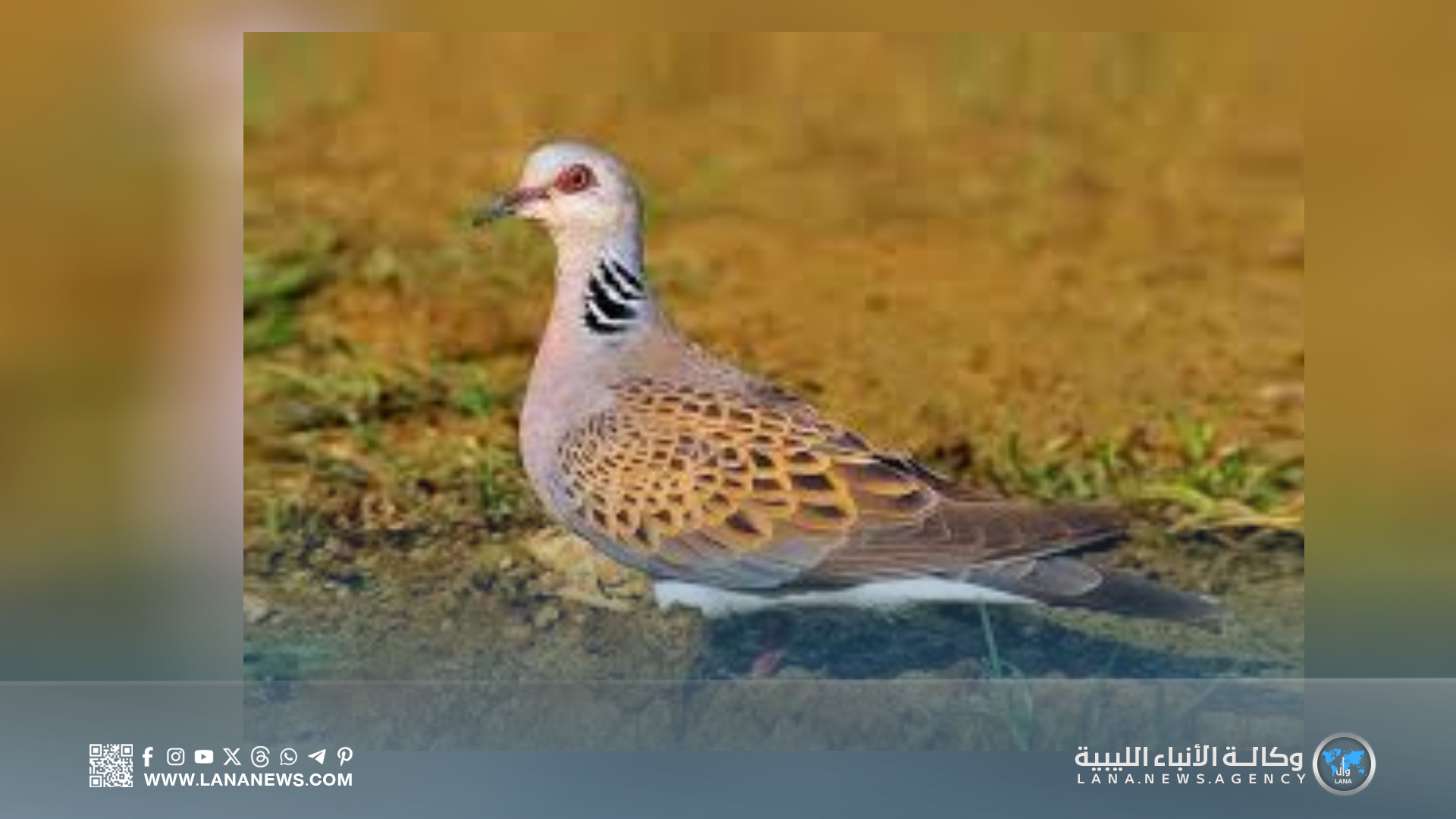 جمعية حماية الحياة البرية تدق ناقوس الخطر بعد مجزرة القمري