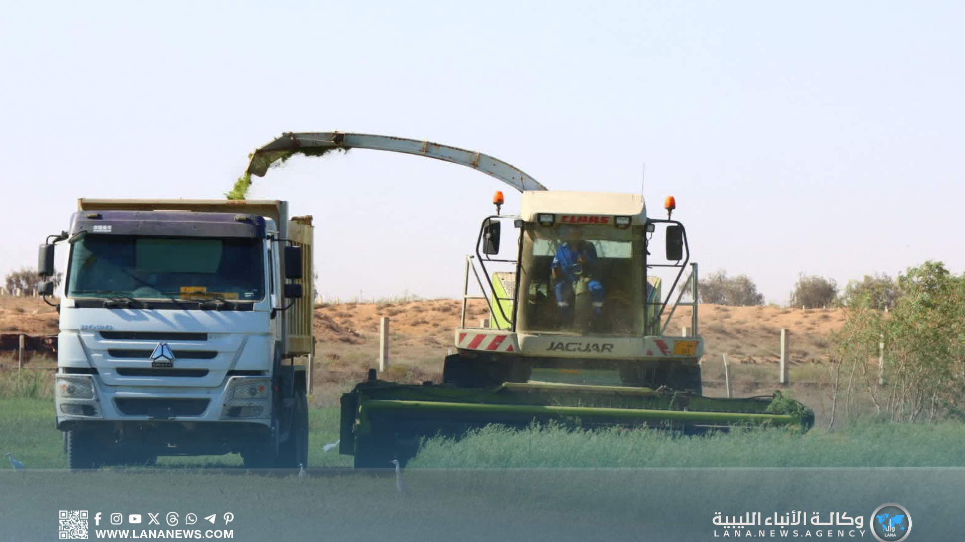 انطلاق حصاد دوائر الري بمشروع المزارع الكبرى لمحطة القرضابية