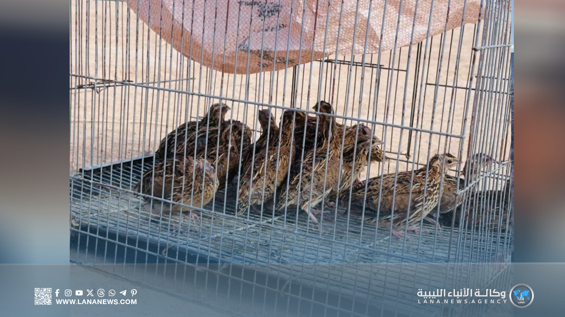 جمعية سوكنة للأحياء البرية تطلق مبادرات تنوع بيولوجي وحياة طبيعية مستدامة