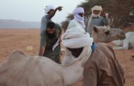 إشراف بيطري صارم يضمن نزاهة تصفيات سباق المهاري في أوباري