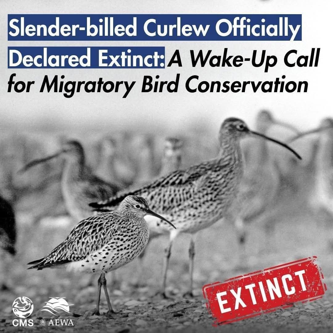 إعلان انقراض أول طائر مهاجر واسع الانتشار