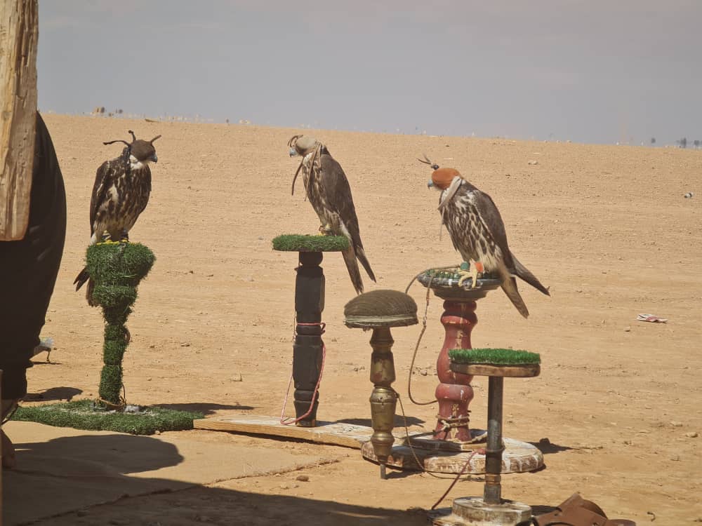 الفاخري: موسم الصيد انطلق في سبتمبر ويجسد موروثًا ثقافيًا أصيلًا