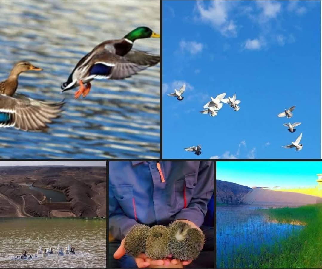 تواصل مبادرة إطلاق الطيور والغزلان والقنافذ في أودية سوكنة