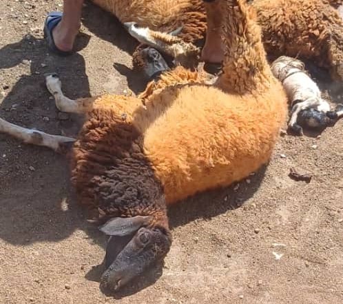 نبات سام يفتك بأغنام في منطقة الجبل الأخضر