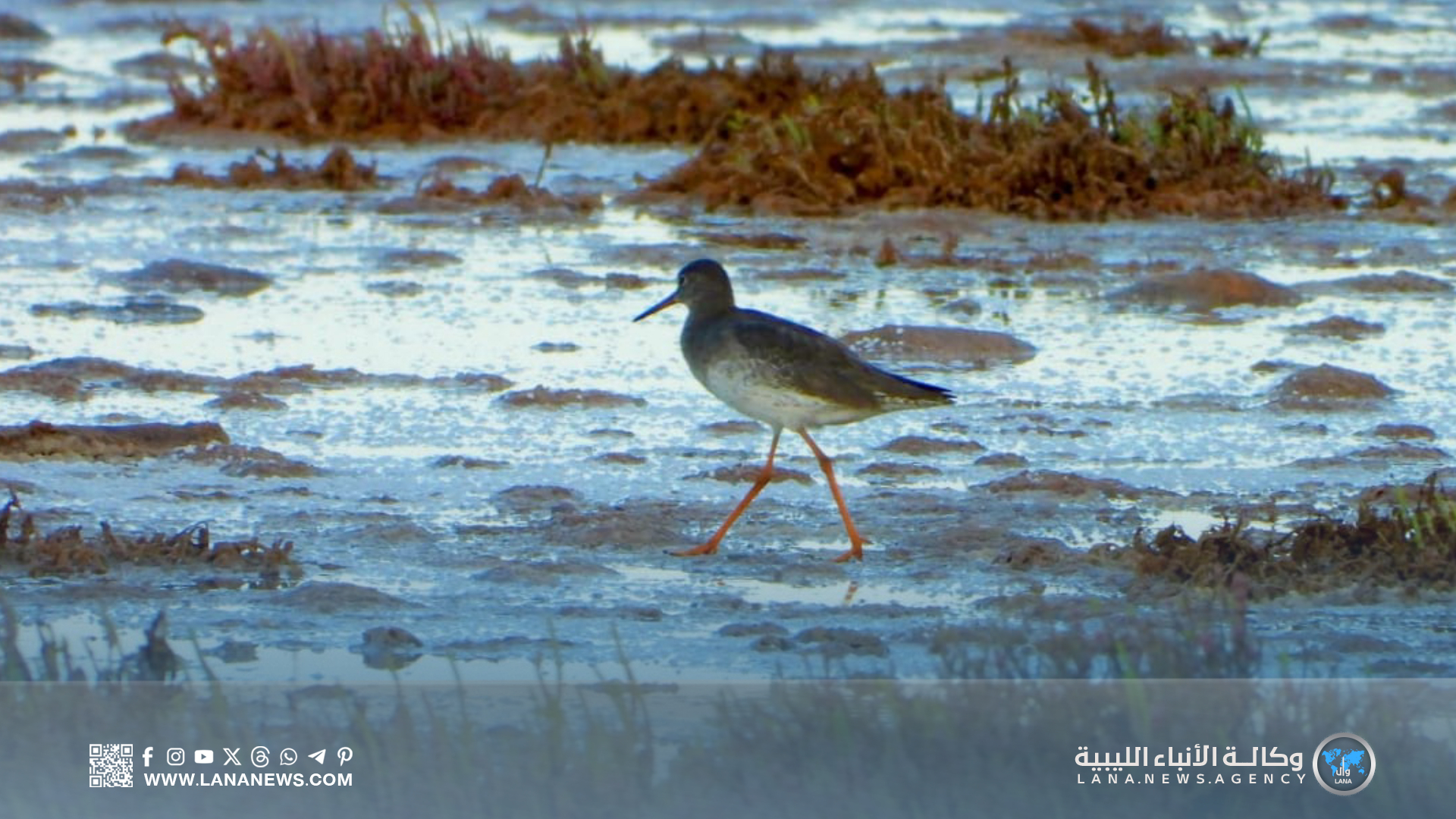 مصراتة تحتفل باليوم العالمي للطيور المهاجرة من خلال نشاط ميداني