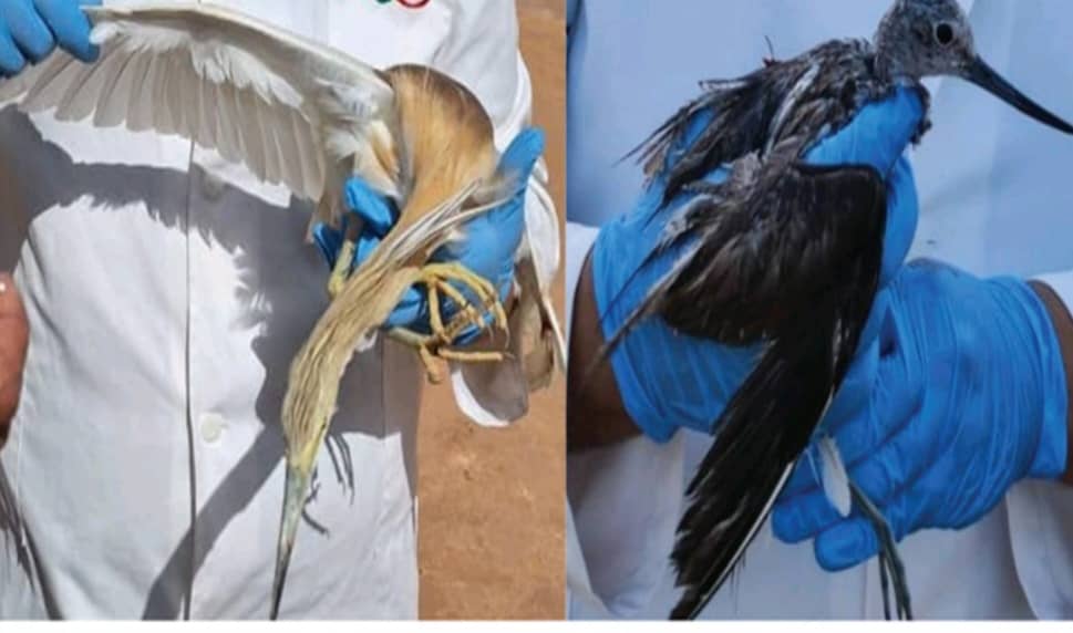 انتشار فيروس إنفلونزا الطيور بمزارع دواجن بعدة مدن ليبية