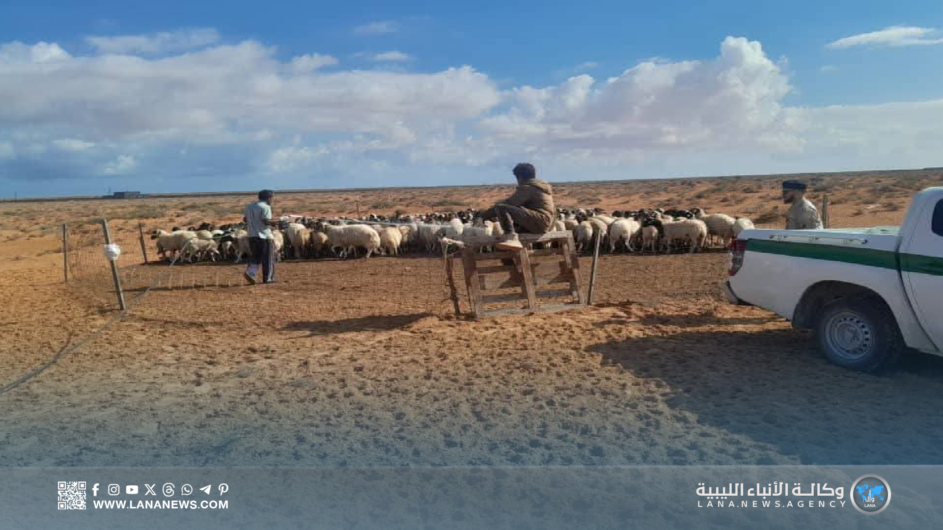 انطلاق حملة وقائية لمكافحة مرض اللسان الأزرق في هراوة