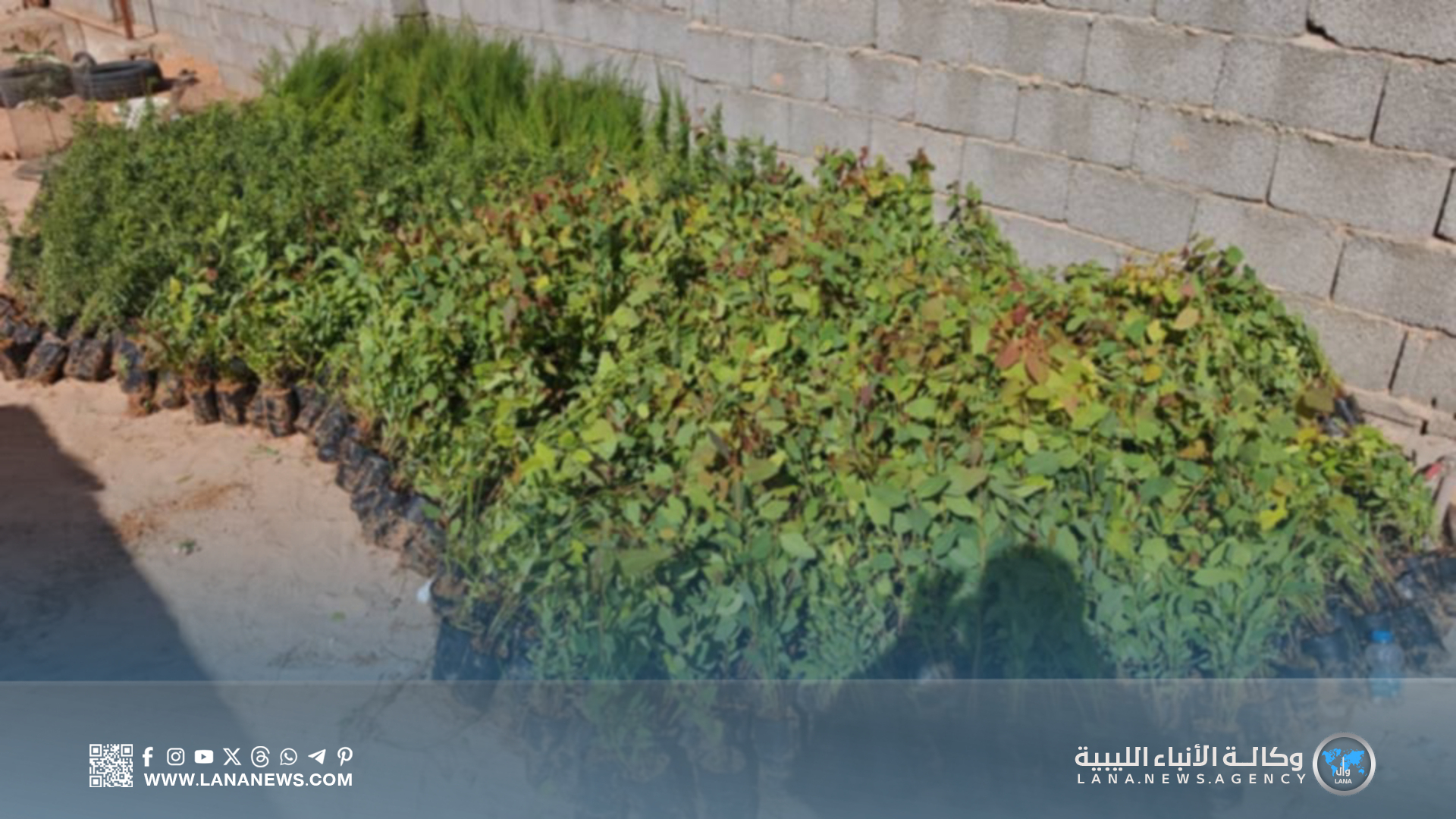 مبادرة عابر سبيل تنطلق بـ1800 شتلة لتعزيز التشجير الصحراوي