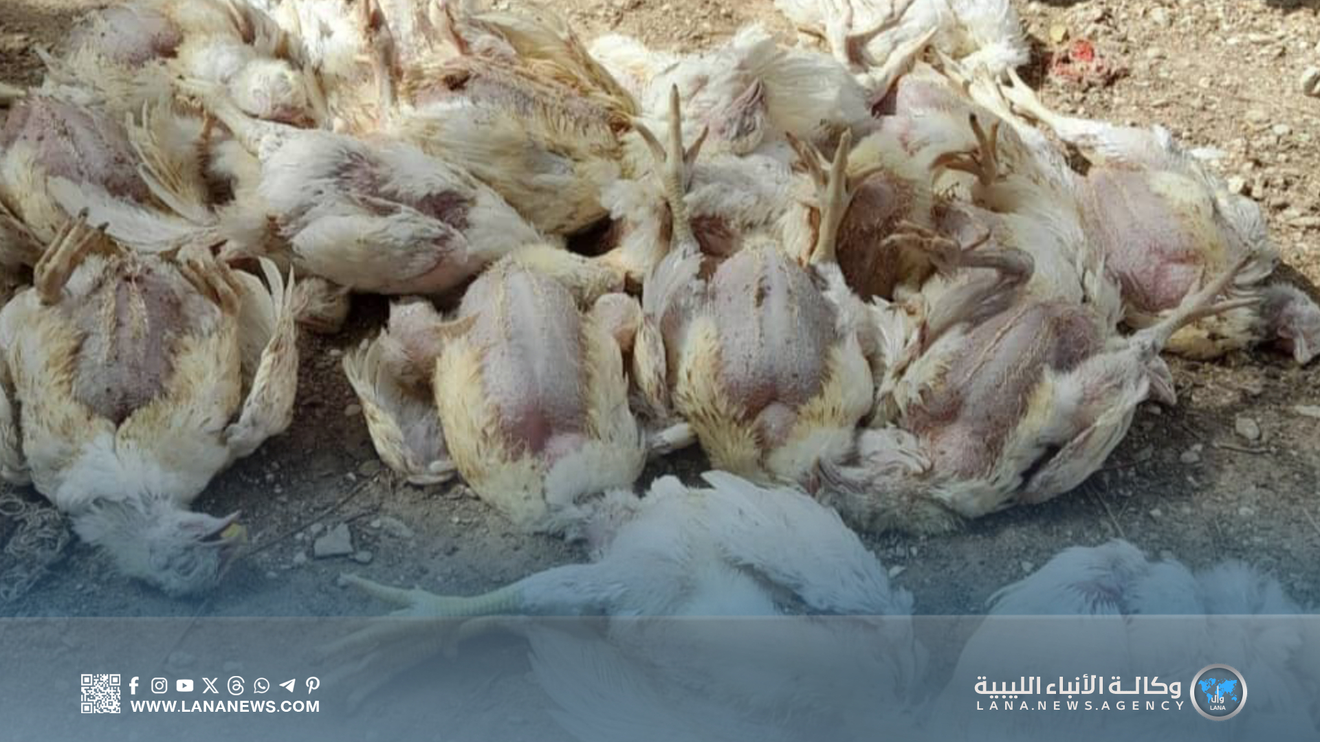 مجلس النواب يتابع تفشي مرض «النيوكاسل» في حظائر الدواجن