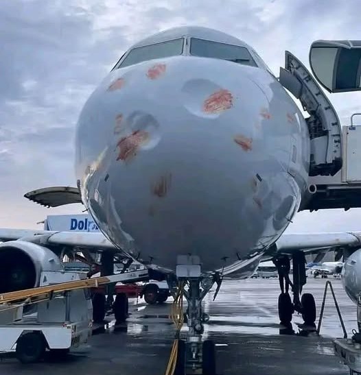سرب طيور يصطدم بطائرة في مطار معيتيقة قبيل إقلاعها