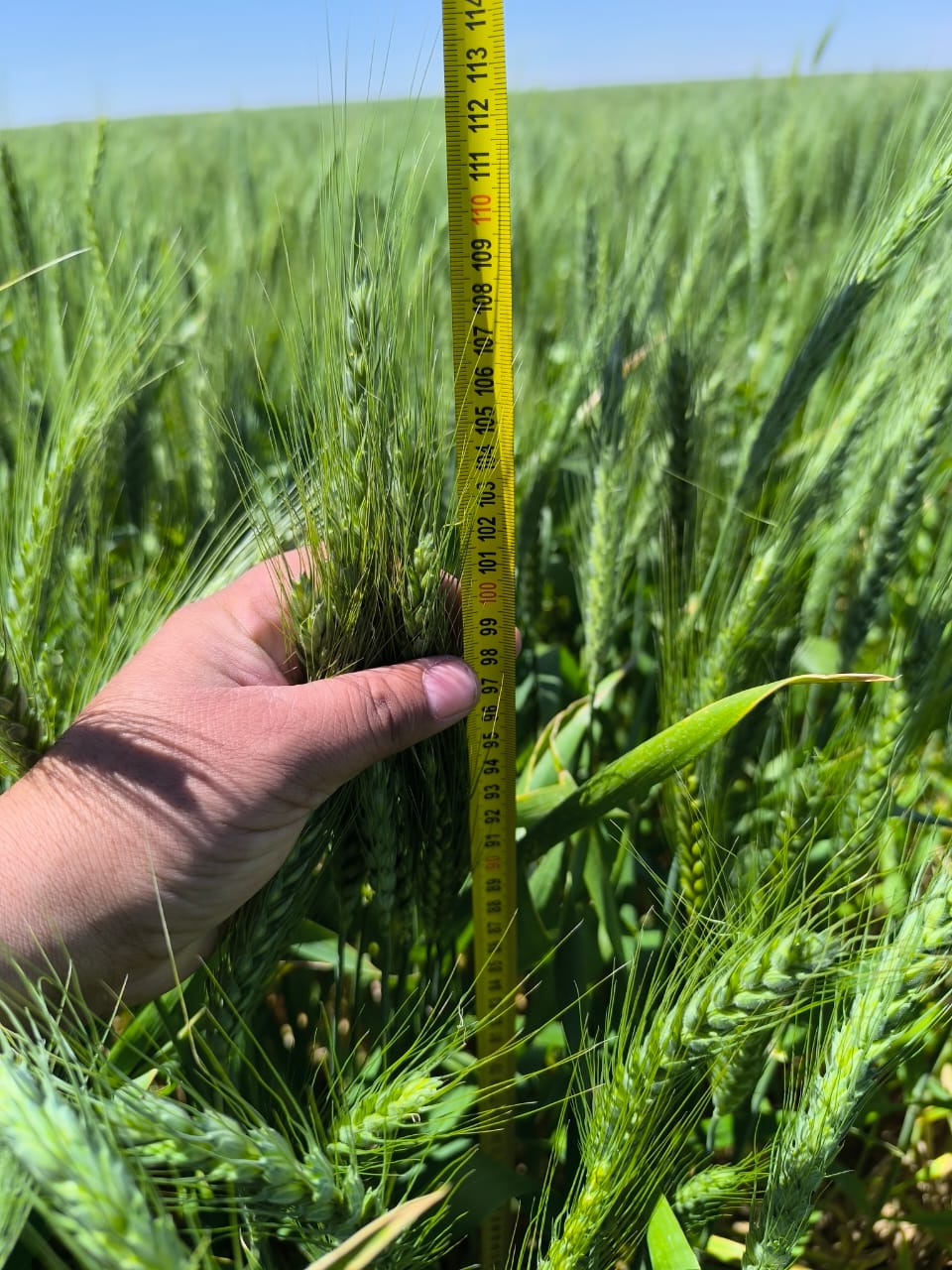 مركز البحوث الزراعية يحقق إنجازات بارزة ويعزز الأمن الغذائي خلال 2025