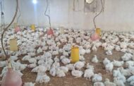 لجنة الرقابة على الوضع الصحي للدواجن بالكفرة تؤكد خلو المدينة من الأمراض