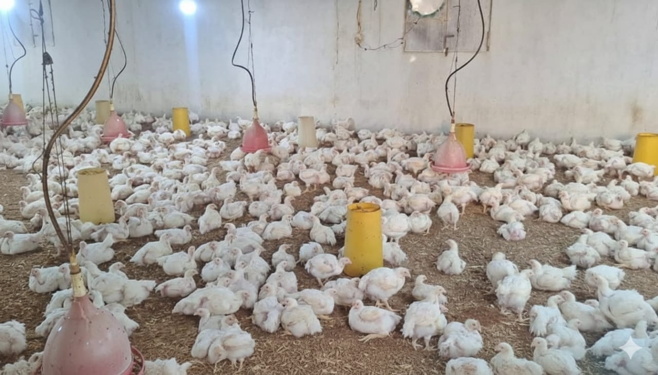 لجنة الرقابة على الوضع الصحي للدواجن بالكفرة تؤكد خلو المدينة من الأمراض