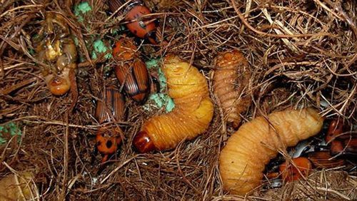 جمعية أوجلة الزراعية تحذر من انتشار سوسة النخيل