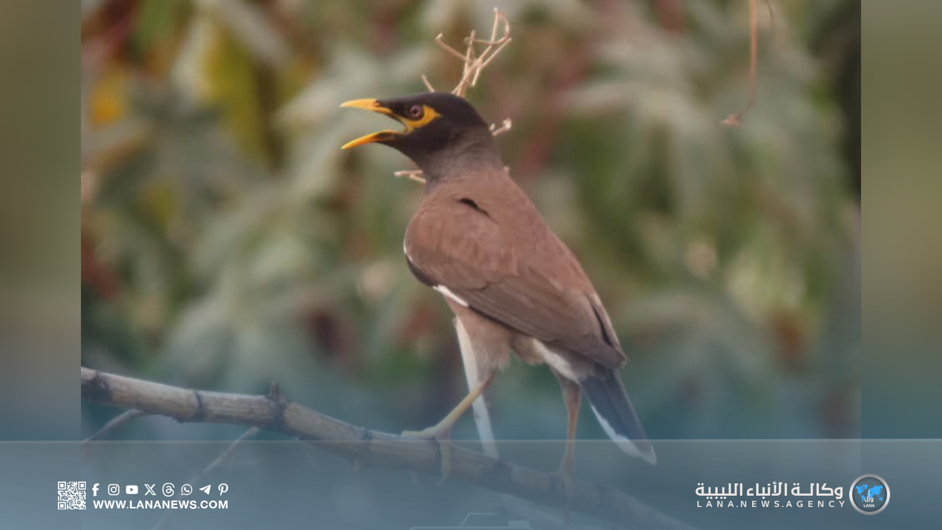 منظمة البراري تتابع انتشار طائر المينا الهندي العدواني