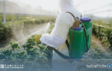 الغذاء والمبيدات العشوائية خطر صامت يهدد صحة الجنوب