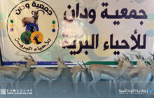 إطلاق 15 غزالًا في جبال ودان ضِمن مُبادرة حماية الحياة البرية