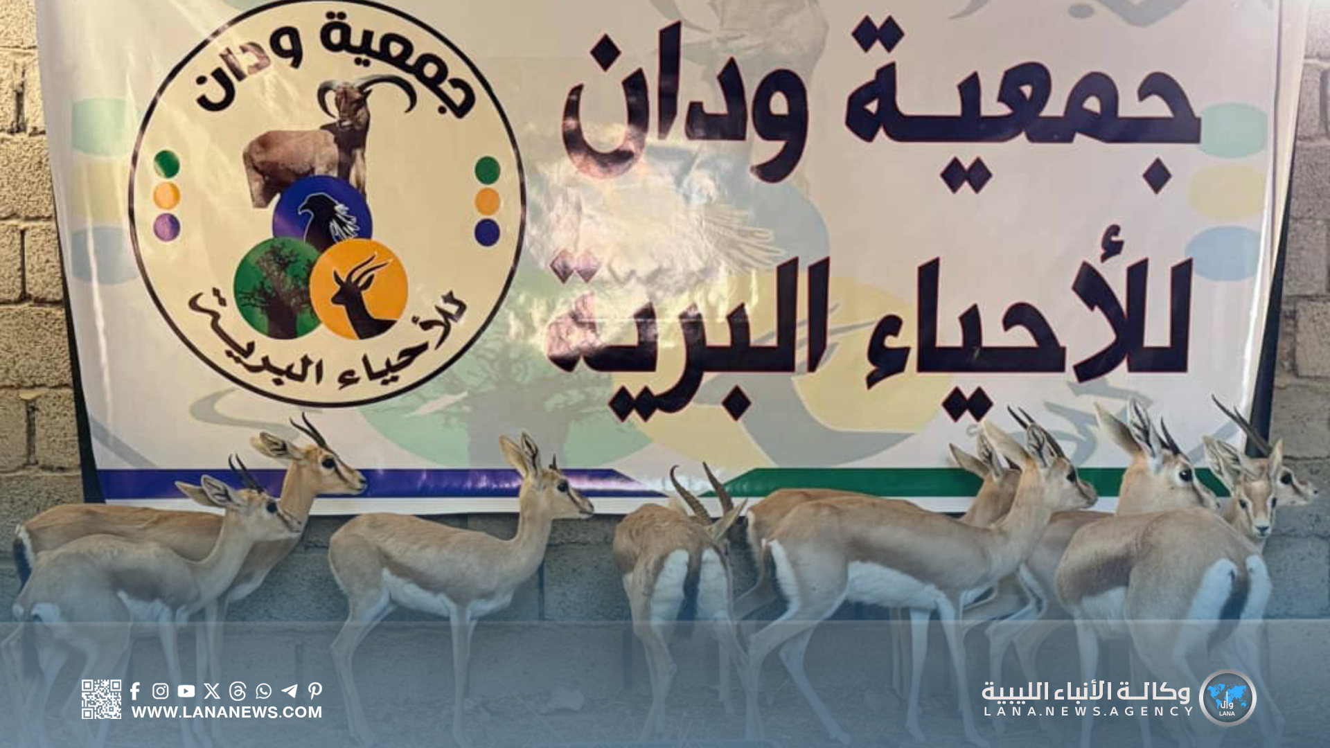 إطلاق 15 غزالًا في جبال ودان ضِمن مُبادرة حماية الحياة البرية