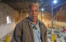 بلدية تراغن تخلو من أي إصابات بمرض نيوكاسل