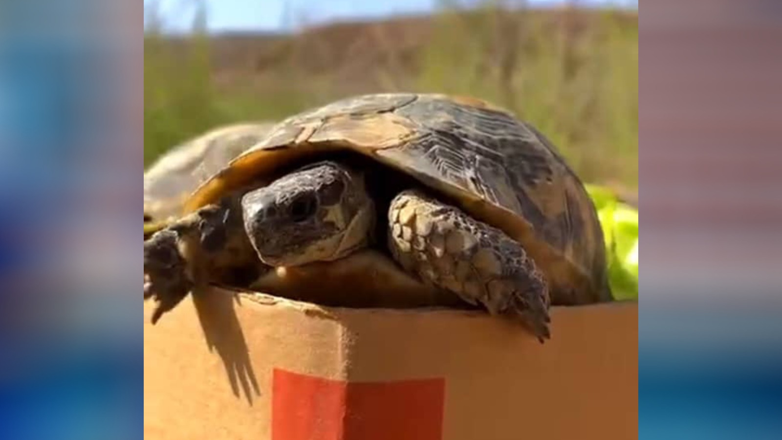 جمعية سوكنة للأحياء البرية تطلق مبادرة لإعادة توطين السلاحف بسد الوشكة