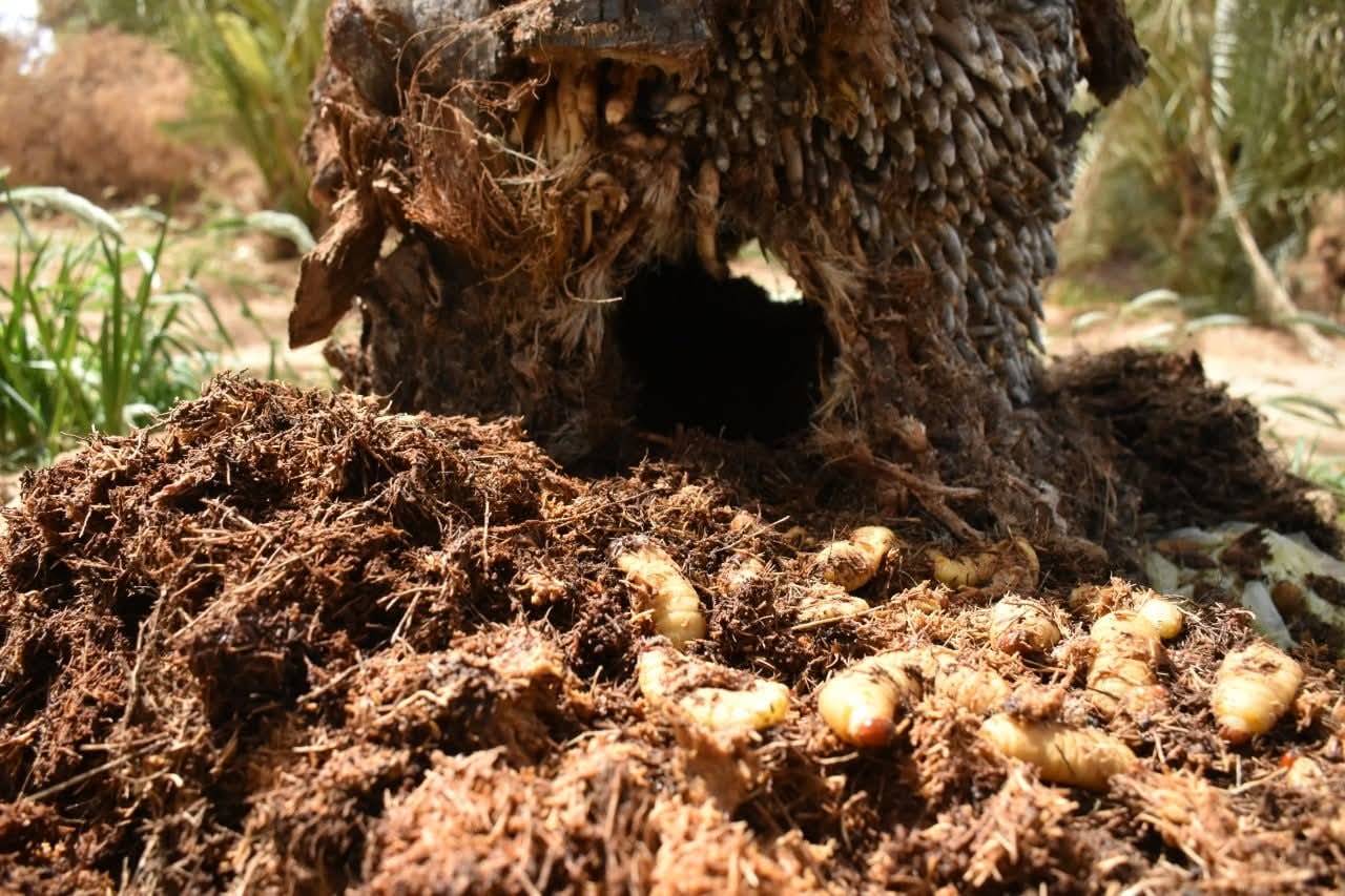 منسق زراعة تراغن يحذر من تهديد سوسة النخيل للثروة الزراعية