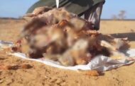 الأرنب البري يواجه خطر الانقراض المحلي بسبب الصيد الجائر